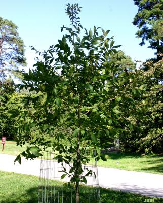Carya cordiformis (Wang.) K. Koch (bitternut hickory), growth habit, tree form