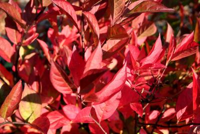 Itea virginica ‘Henry’s Garnet’ (Henry’s Garnet sweetspire), leaves, fall color