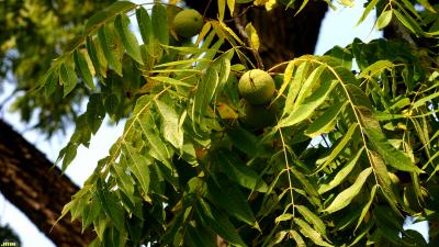 Juglans nigra L. (black walnut), leaves and fruit