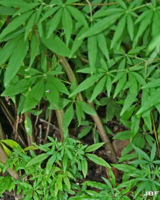Vitex agnus-castus L. (chaste tree), leaves
