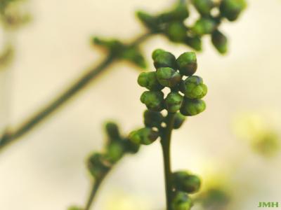 Lindera benzoin (L.) Blume (spicebush), buds