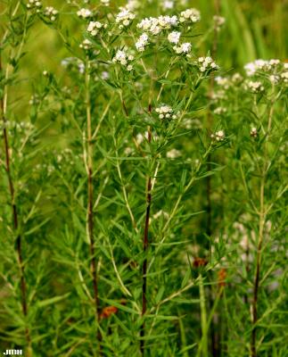Pycnanthemum virginianum (L.) T. Durand & B. D. Jacks. (common mountain mint), flowers and leaves