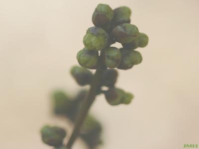 Lindera benzoin (L.) Blume (spicebush), buds