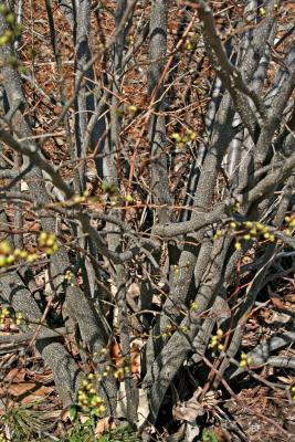 Lindera benzoin (L.) Blume (spicebush), bark 