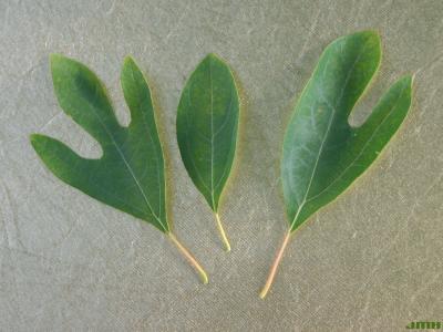 Sassafras albidum (Nutt.) Nees (sassafras), display showing leaf form variations