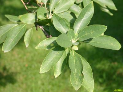 Sassafras albidum (Nutt.) Nees (sassafras), leaves