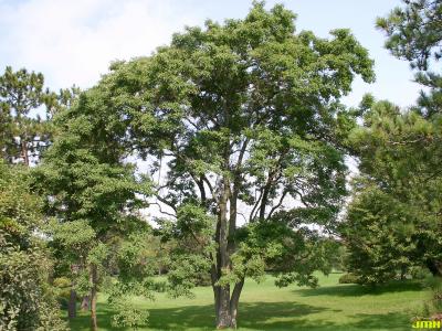 Sassafras albidum (Nutt.) Nees (sassafras), growth habit, tree form
