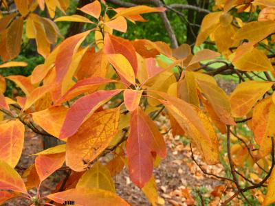 Sassafras albidum (Nutt.) Nees (sassafras), leaves, fall color