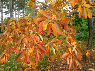 Sassafras albidum (Nutt.) Nees (sassafras), branch, fall color