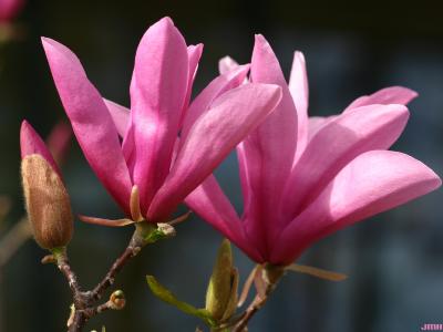 Magnolia ‘Ann’ (Ann magnolia), flowers