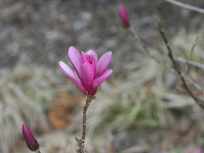 Magnolia ‘Ann’ (Ann magnolia), flower