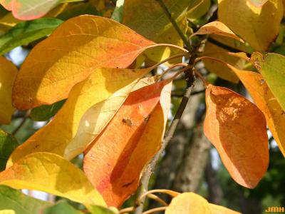 Sassafras albidum (Nutt.) Nees (sassafras), leaves, fall color