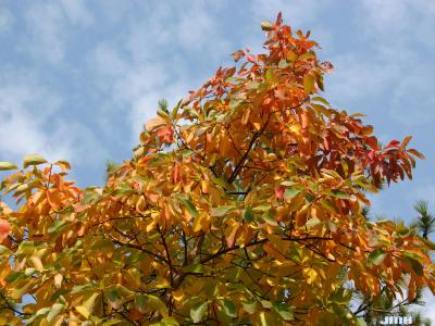 Sassafras albidum (Nutt.) Nees (sassafras), upper branches, fall color