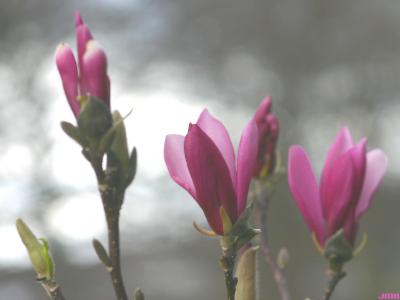 Magnolia ‘Ann’ (Ann magnolia), flowers