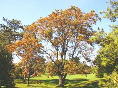 Sassafras albidum (Nutt.) Nees (sassafras), growth habit, tree form, fall color