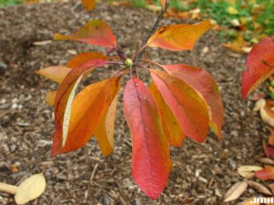 Sassafras albidum (Nutt.) Nees (sassafras), close-up of leaves, fall color
