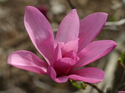 Magnolia ‘Ann’ (Ann magnolia), flower