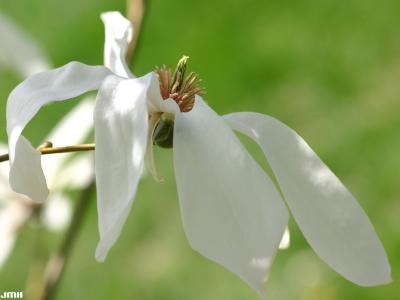 Magnolia kobus ‘Wada’s Memory’ (Wada’s Memory Japanese magnolia), flower