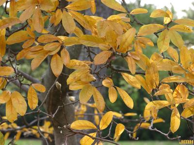 Magnolia stellata (Siebold & Zucc.) Maxim. (star magnolia), leaves, fall color