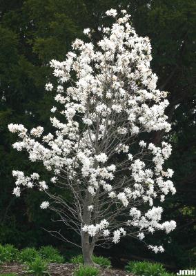 Magnolia x loebneri ‘Ballerina’ (Ballerina Loebner’s magnolia), growth habit, tree form