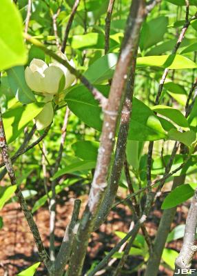 Magnolia virginiana L. (sweetbay magnolia), bark