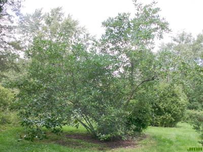 Magnolia virginiana L. (sweetbay magnolia), growth habit, shrub form