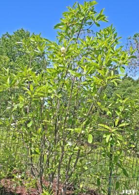 Magnolia virginiana L. (sweetbay magnolia), growth habit, tree form