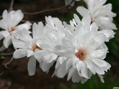 Magnolia x loebneri ‘Ballerina’ (Ballerina Loebner’s magnolia), flowers