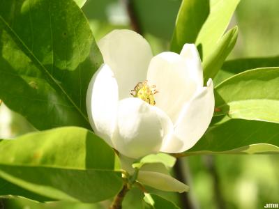 Magnolia virginiana L. (sweetbay magnolia), flower