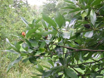 Magnolia virginiana L. (sweetbay magnolia), leaves and fruit