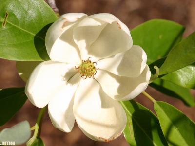 Magnolia virginiana L. (sweetbay magnolia), flower