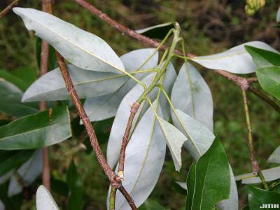 Magnolia virginiana L. (sweetbay magnolia), leaves and stems