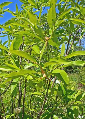 Magnolia virginiana L. (sweetbay magnolia), leaves