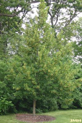 Tilia americana L. (American basswood), growth habit, tree form