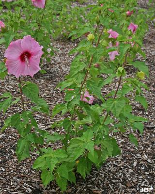 Hibiscus ‘Sweet Caroline’ (Sweet Caroline hibiscus) PP7,608, growth habit