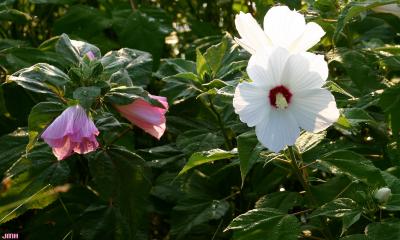 Hibiscus palustris L. (swamp rose mallow), flowers