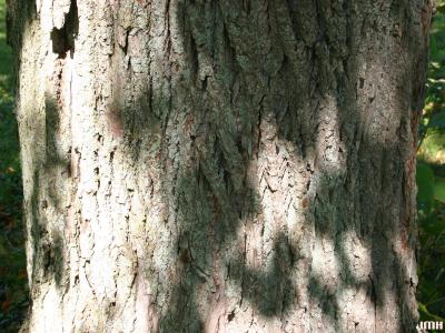 Tilia americana L. (American basswood), bark