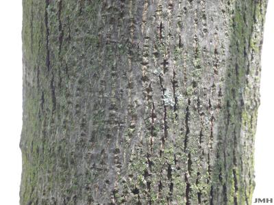 Tilia americana L. (American basswood), bark