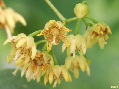 Tilia americana L. (American basswood), close-up of flowers