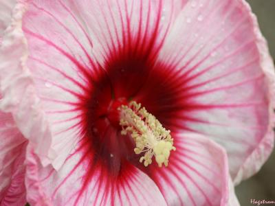 Hibiscus ‘Kopper King’ (Kopper King hibiscus), macro close-up of flower