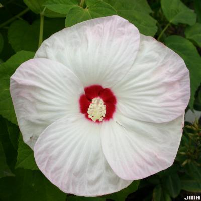 Hibiscus 'Luna White' (Luna White Hibiscus), close-up of flower