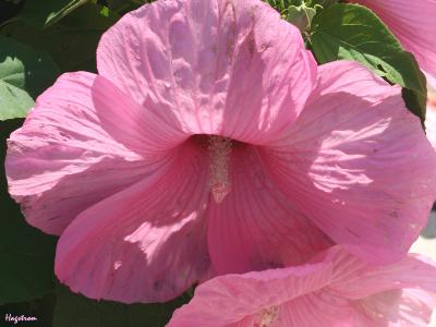 Hibiscus moscheutos ‘Super Rose’ (Super Rose common rose-mallow), close-up of flower