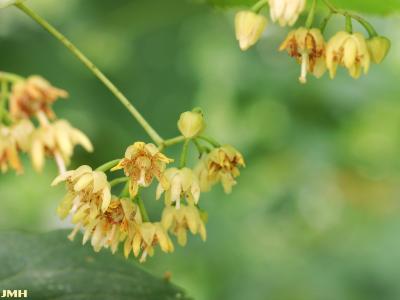 Tilia americana L. (American basswood), flowers