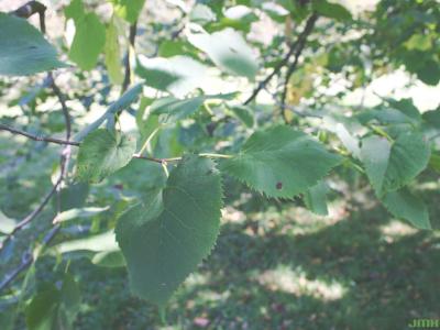 Tilia americana L. (American basswood), leaves