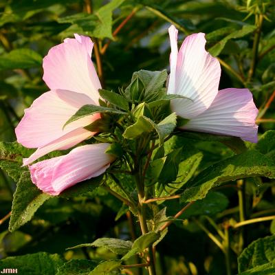 Hibiscus palustris L. (swamp rose mallow), flowers and leaves