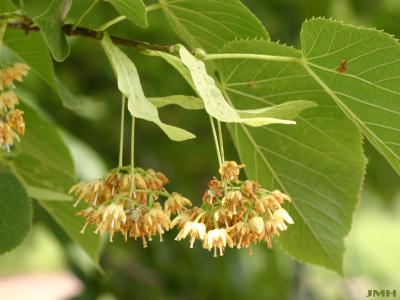 Tilia americana L. (American basswood), flowers and leaves