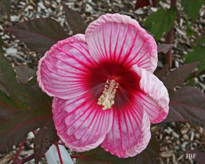 Hibiscus ‘Kopper King’ (Kopper King hibiscus), flower