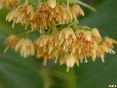 Tilia americana L. (American basswood), close-up of flower