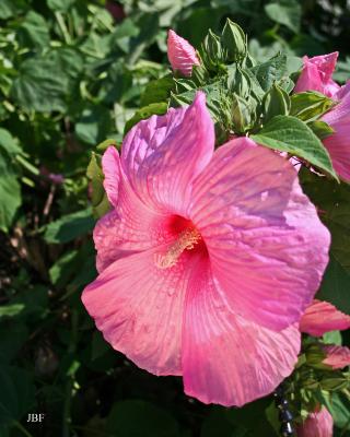 Hibiscus moscheutos ‘Super Rose’ (Super Rose common rose-mallow), flower
