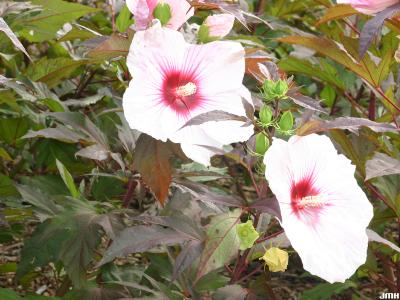 Hibiscus ‘Kopper King’ (Kopper King hibiscus), flowers